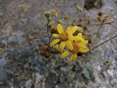 Bahiopsis reticulata