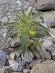 Mohavea breviflora