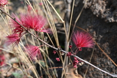 Calliandra hirsuta