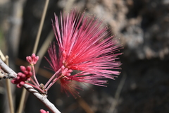 Calliandra hirsuta
