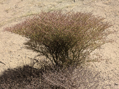 Eriogonum rixfordii