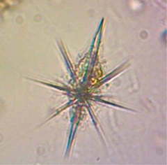 Acanthometridae