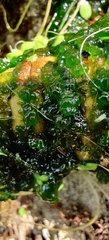 Chaetophora