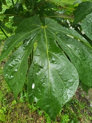 Firmiana