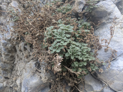 Phacelia perityloides