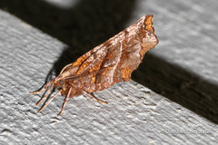 Selenia alciphearia