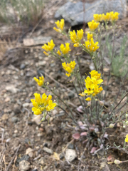 Physaria douglasii