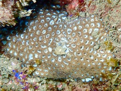 Plesiastrea versipora