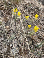 Physaria douglasii