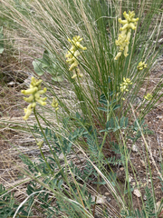 Astragalus collinus