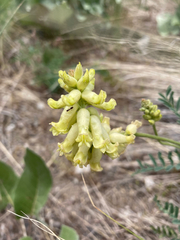 Astragalus collinus