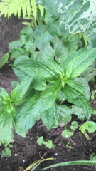 Mentha spicata