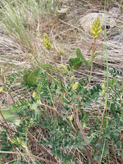 Astragalus collinus
