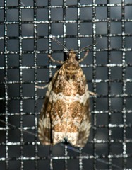 Olethreutes fasciatana