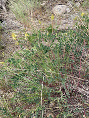 Astragalus collinus