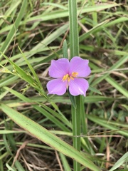 Osbeckia chinensis