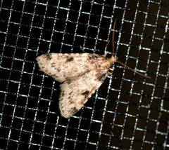 Aglossa costiferalis