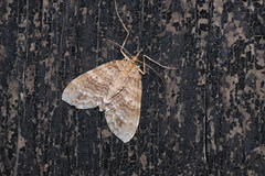 Sauris purpurotincta