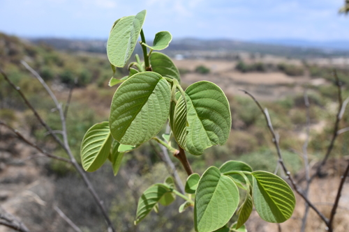 Annona longiflora, photograph 4