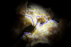 Ceratosoma trilobatum image