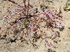 Chorizanthe leptotheca
