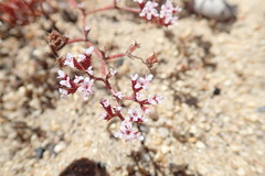 Chorizanthe leptotheca