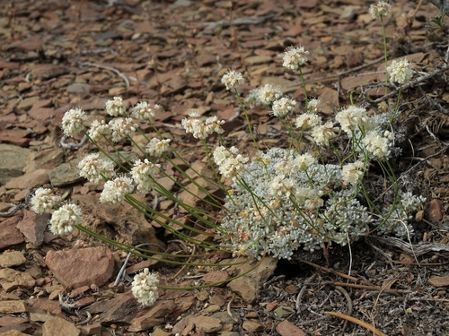Eriogonum kennedyi var. purpusii