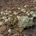 Eriogonum kennedyi purpusii - Photo (c) Jim Morefield，保留部份權利CC BY