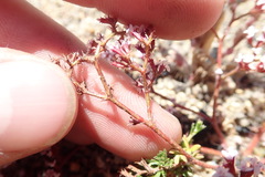 Chorizanthe leptotheca