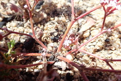 Chorizanthe leptotheca