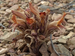 Aphyllon corymbosum
