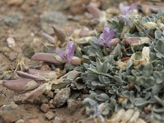 Astragalus calycosus calycosus