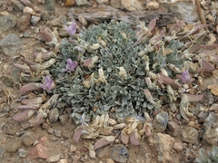 Astragalus calycosus calycosus