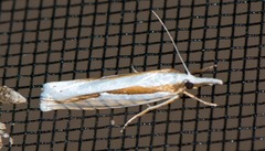 Crambus girardellus