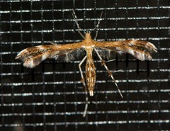Dejongia lobidactylus