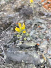 Physaria douglasii