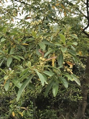 Litsea cubeba
