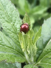 Chrysolina polita