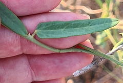 Cocculus diversifolius