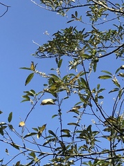 Litsea cubeba