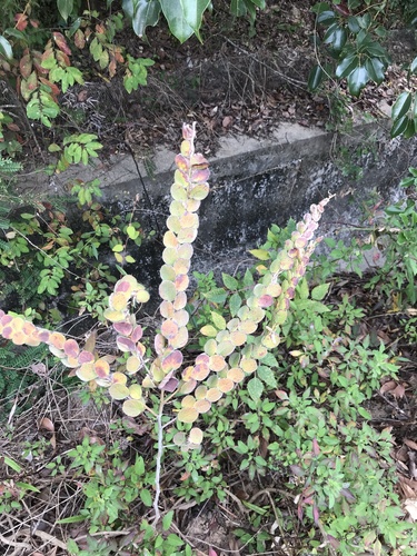 Desmodium elegans iNat (3)