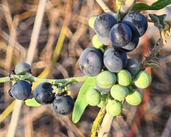 Cocculus diversifolius