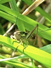 Platycleis albopunctata