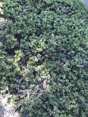 Arctostaphylos nevadensis