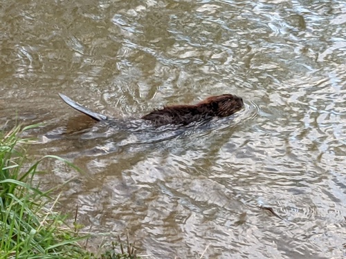 American Beaver photographed in West Virginia