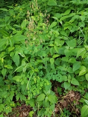 Thalictrum coriaceum
