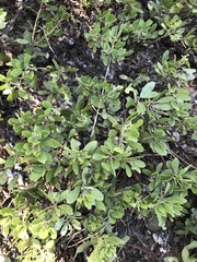 Arctostaphylos nevadensis