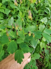 Thalictrum coriaceum