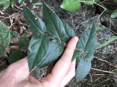 Ilex dasyphylla