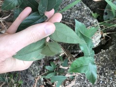 Ilex dasyphylla